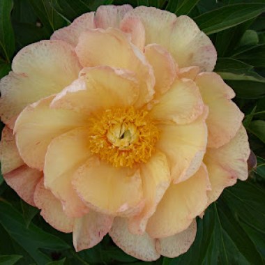 20160410 southern peony hybridizer interview don r. smith singing in the rain